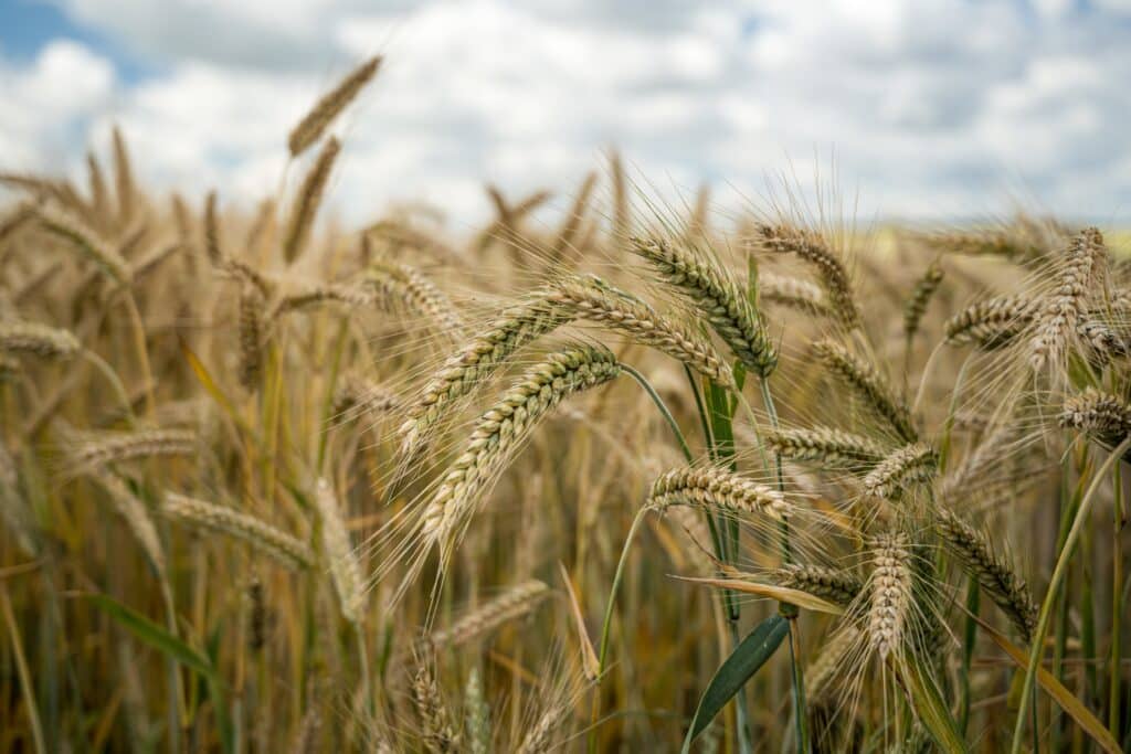 projet-photovoltaique-agricole